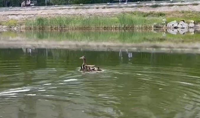 фото утка и утята на озере