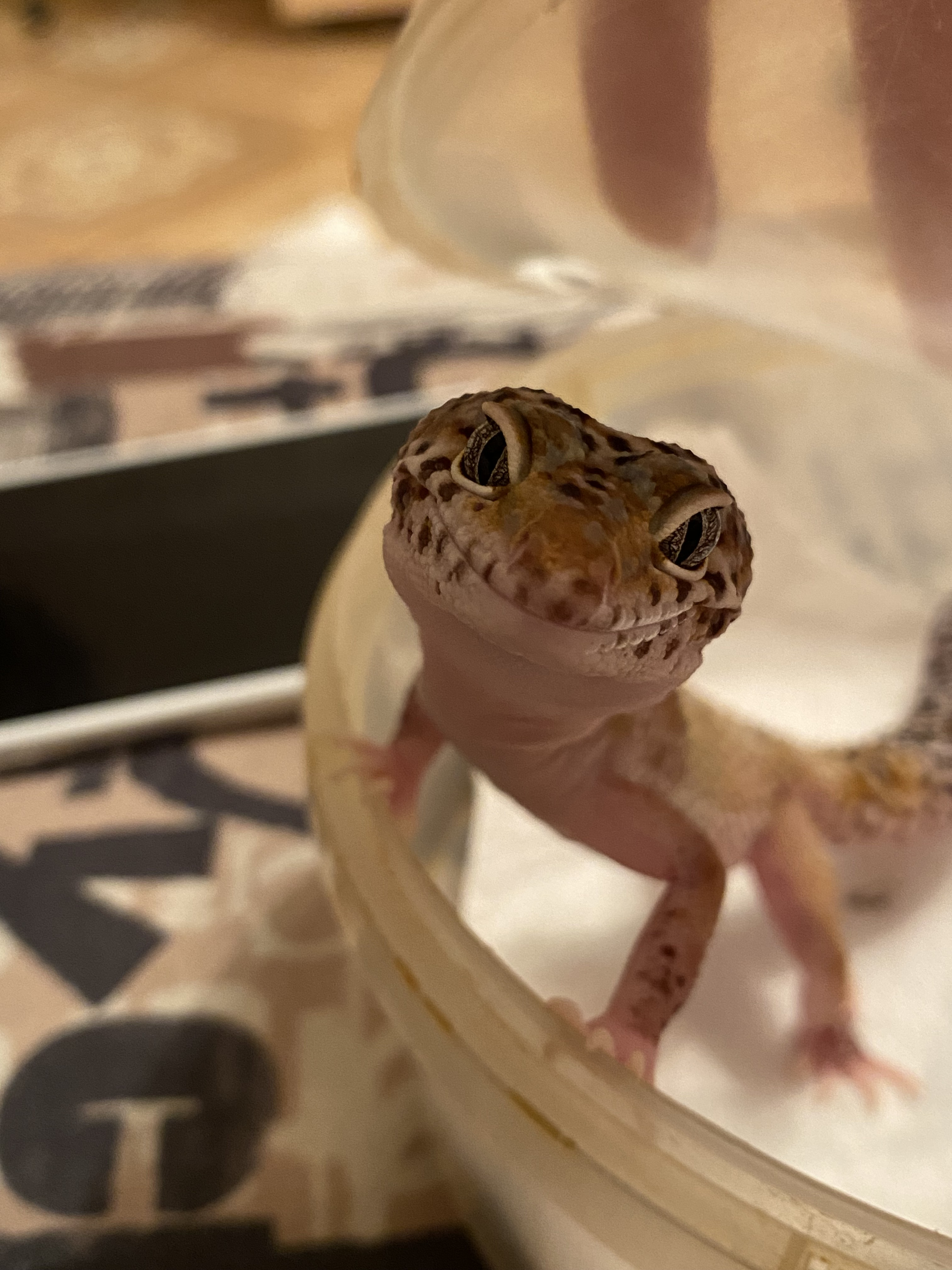 Страсть из детства: благовещенец разводит в квартире рептилий и продаёт их всем желающим  - 2x2.su картинка 2