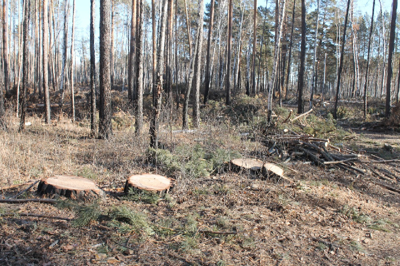 Жители Зейского района пытаются спасти свой лес - 2x2.su