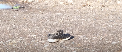 На Камчатке обнаружили тело мальчика: возможно, его загрызли животные - 2x2.su