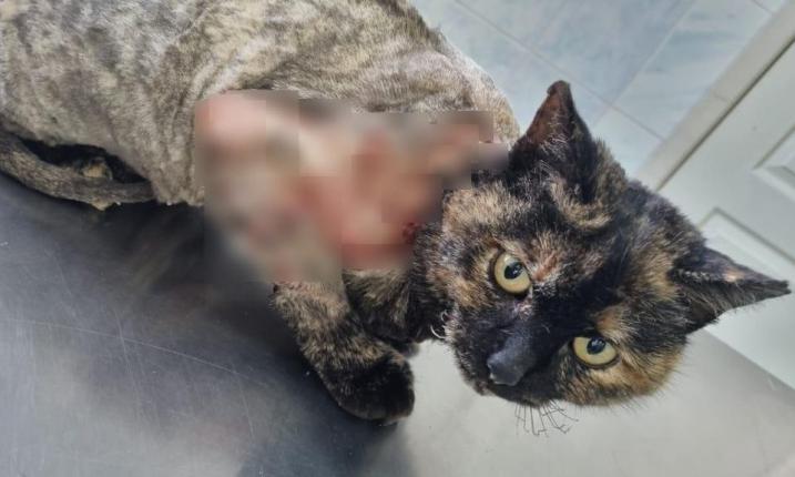 В Благовещенске волонтёры спасли кошку, которую ударило током в 10 000 вольт