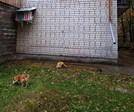 «Отброс общества»: в Шимановске мужчина отрезал собаке голову и выбросил с пятого этажа  - 2x2.su