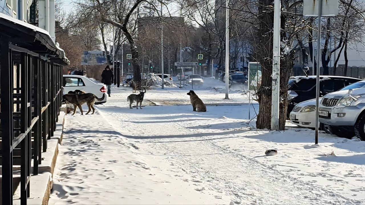 «Страшно за детей»: в центре Благовещенска на женщину набросилась бездомная собака - 2x2.su картинка 2