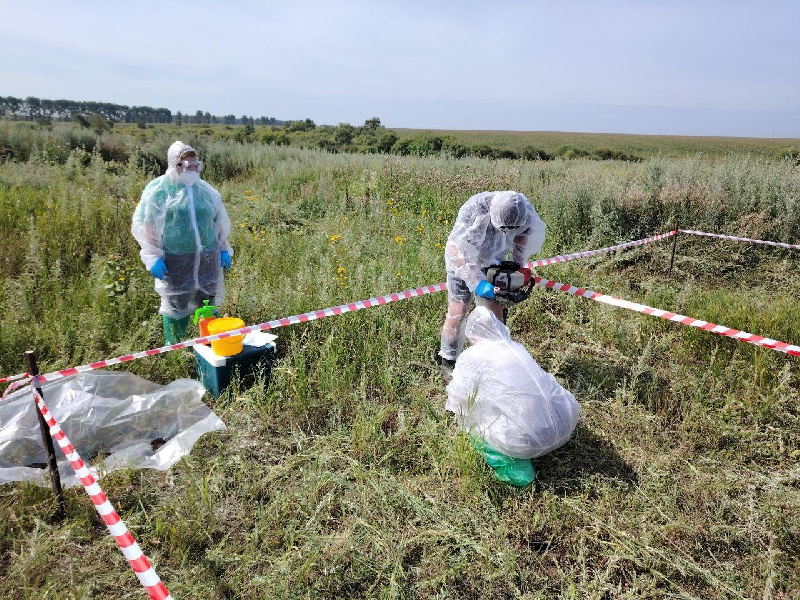 В Амурской области исследовали более 30 старых заброшенных скотомогильников