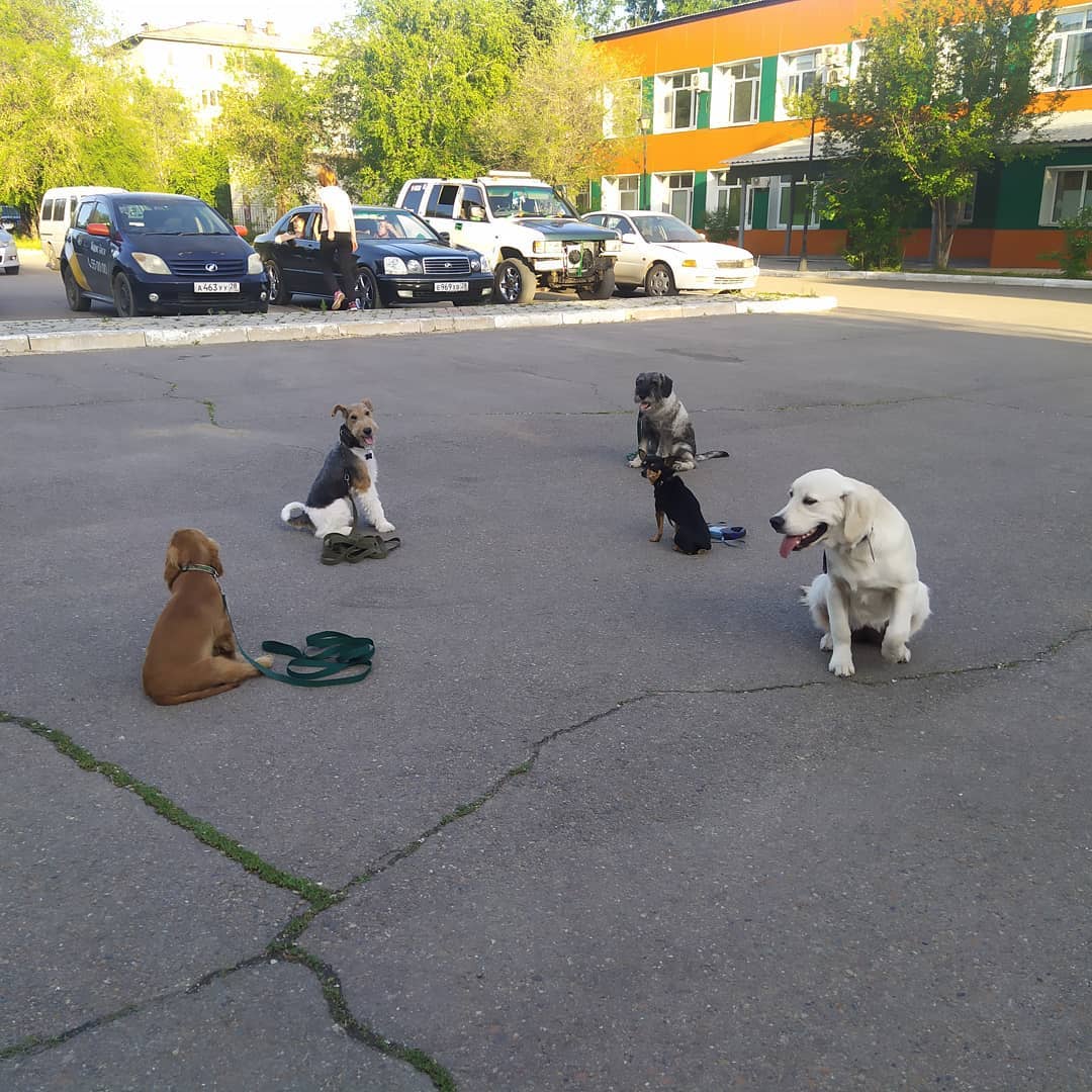 Где в Благовещенске дрессировать своего питомца? - 2x2.su картинка 5