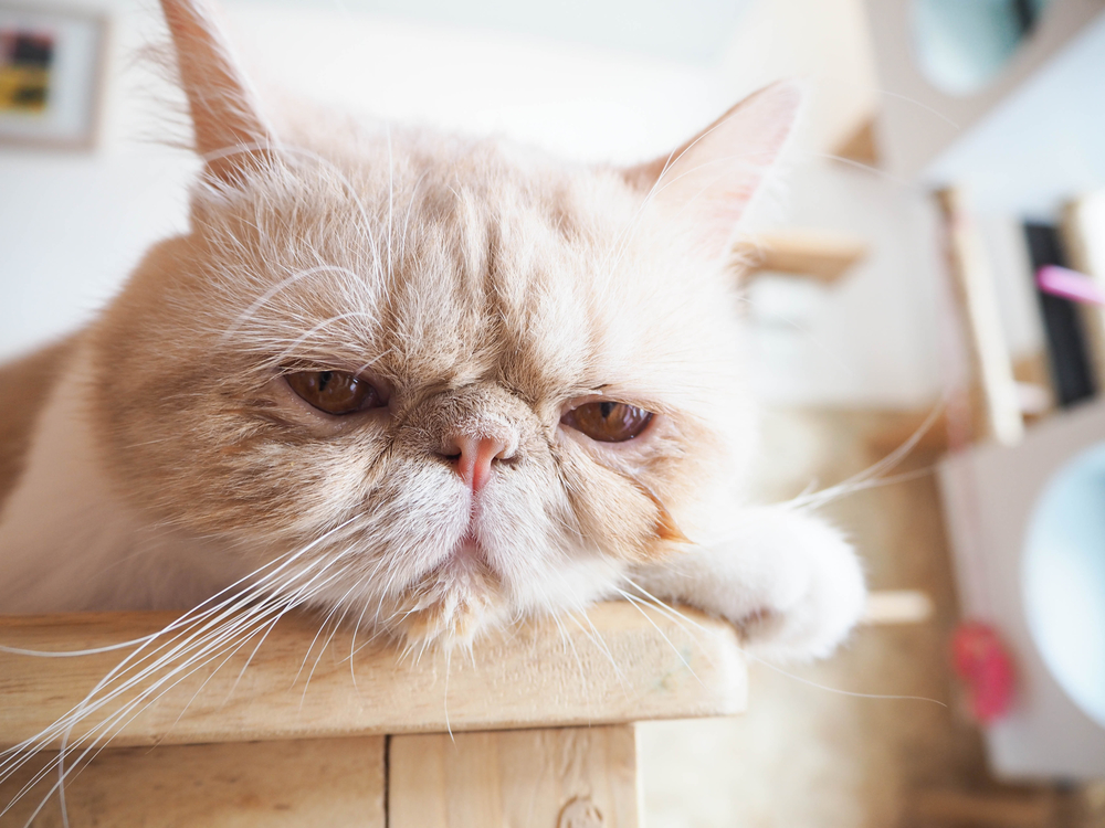 Гороскоп на 8 августа: Львы недовольны внешностью, а Скорпионы не скучают с ревнивцами - 2x2.su