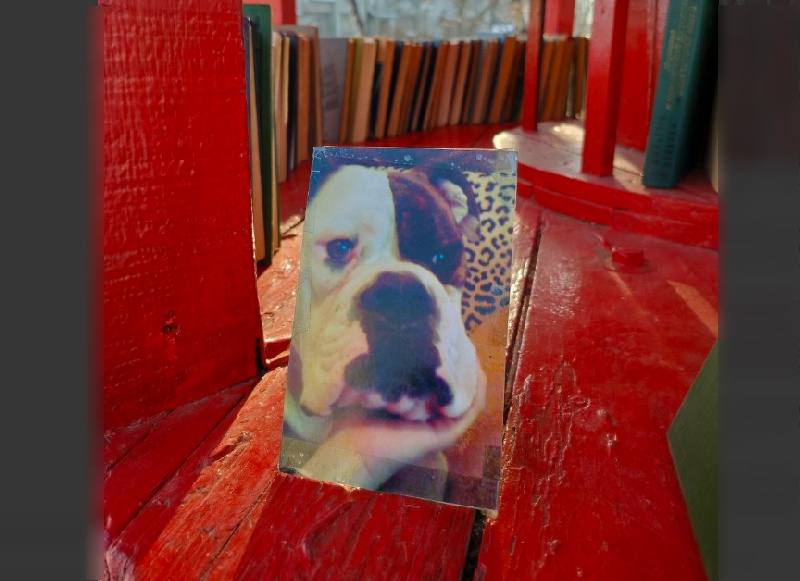 В книгообменнике Благовещенска сделали новую фотонаходку - 2x2.su