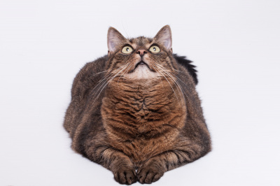 Гороскоп на 14 января: Девам надо избавиться от вампиров, а Стрельцы хороши как 100$ - 2x2.su