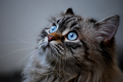 Гороскоп на 25 апреля: Весы просят об одолжении, а Близнецы работают на износ - 2x2.su