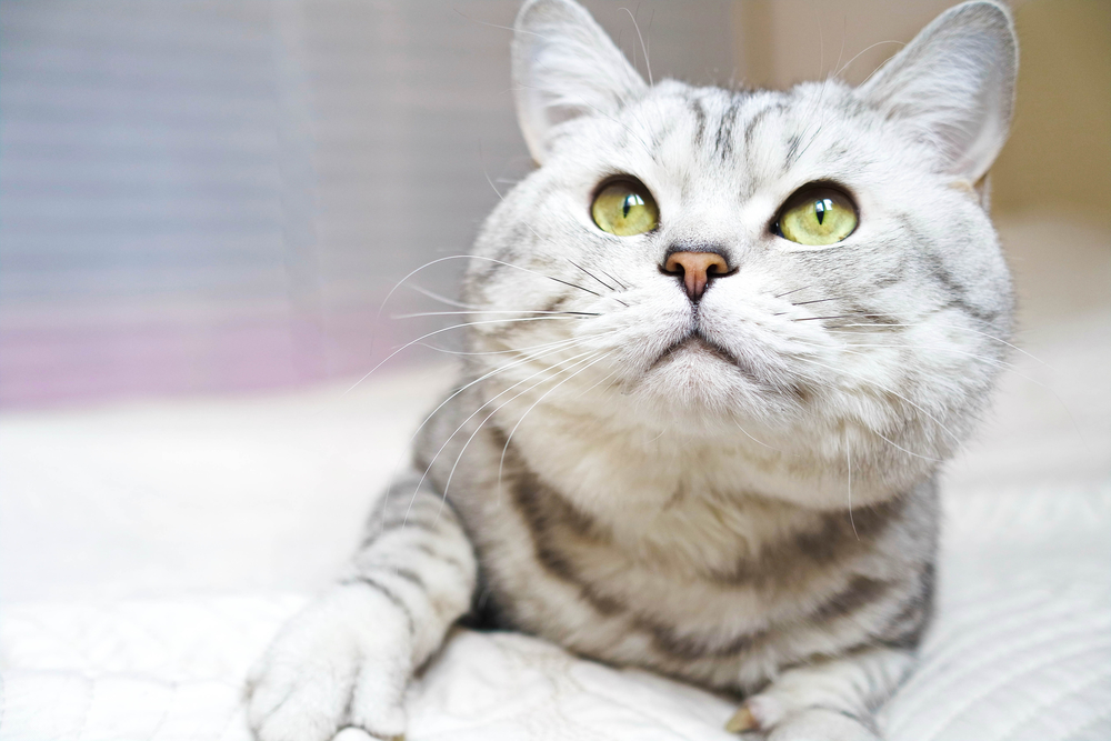 Гороскоп на 31 октября: Овнам хочется пушистой любви, а Львы жгут грабли - 2x2.su