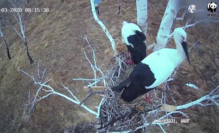 Амурчан просят помочь собрать деньги на запуск камер в гнёздах дальневосточных аистов  - 2x2.su