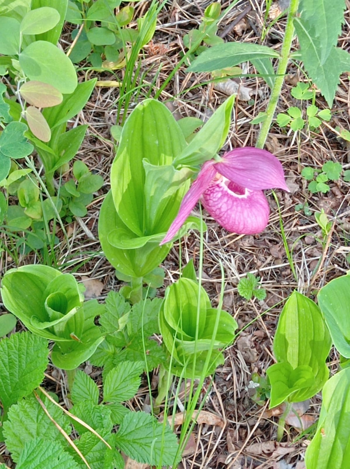 Экопарки, базы отдыха и гостевые дома: амурчане развивают туризм на дальневосточных гектарах - 2x2.su картинка 14