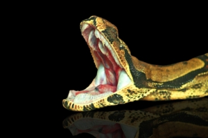 Археологи нашли останки змей, которые питались динозаврами - 2x2.su