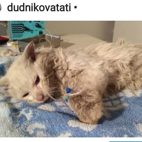 В Приамурье умер кот Борис, ждавший хозяев на пеньке четыре года - 2x2.su картинка 4