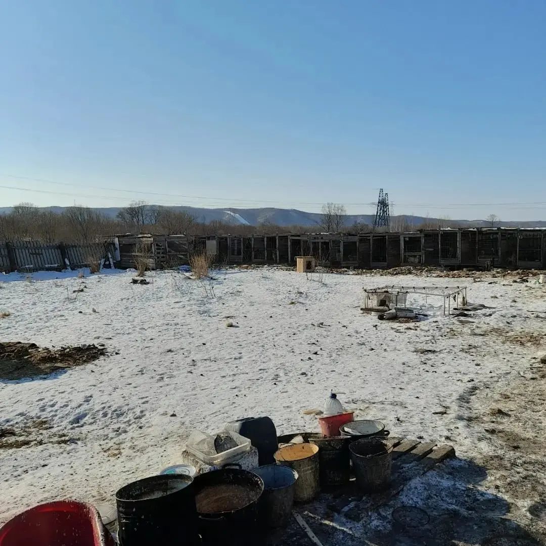 Волонтёры Благовещенска просят помочь деньгами и материалами в ремонте приюта для собак - 2x2.su картинка 4