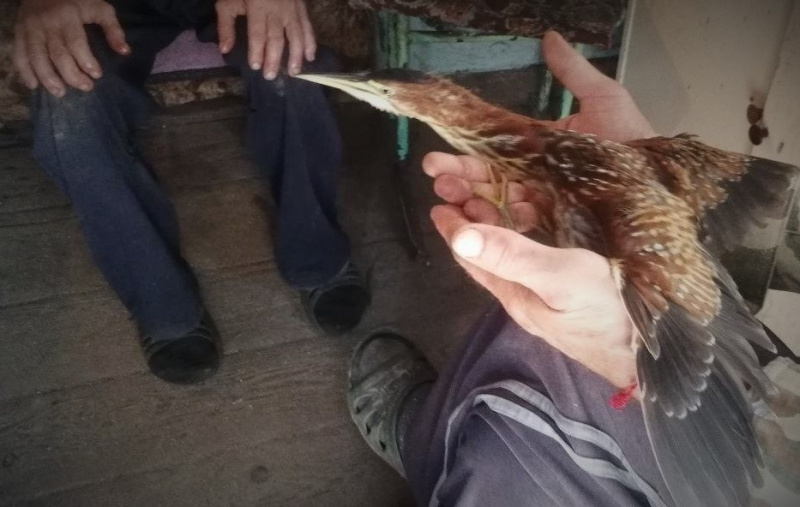 В Белогорском районе местные жители нашли на дороге перелётную птицу – выпь не могла взлететь - 2x2.su