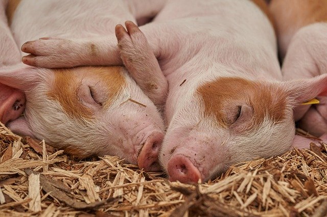 В Амурской области выявили очаг африканской чумы свиней - 2x2.su