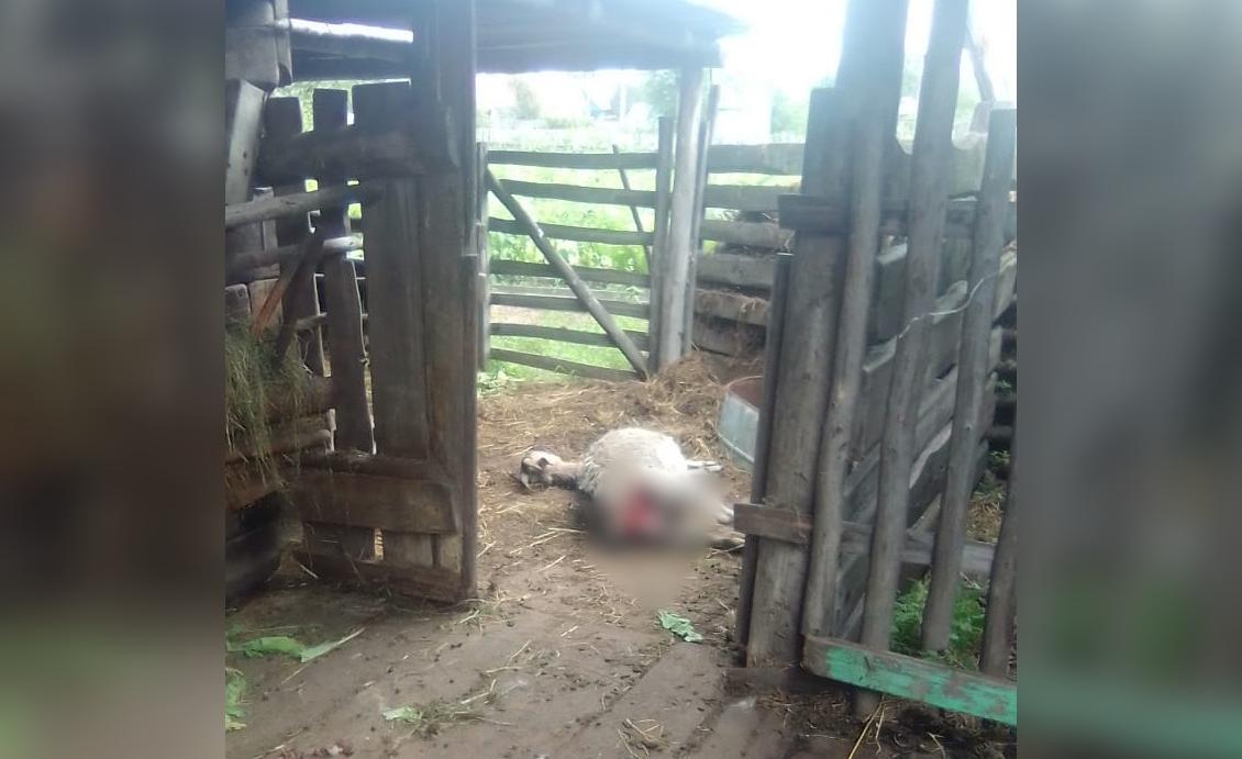 Жители Магдагачей пожаловались, что собаки терроризируют людей и скот