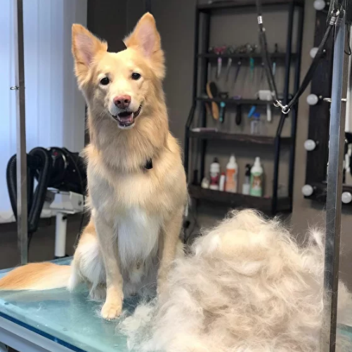 Груминг, магазины, дрессировка: где найти всё для вашего питомца? - 2x2.su картинка 13