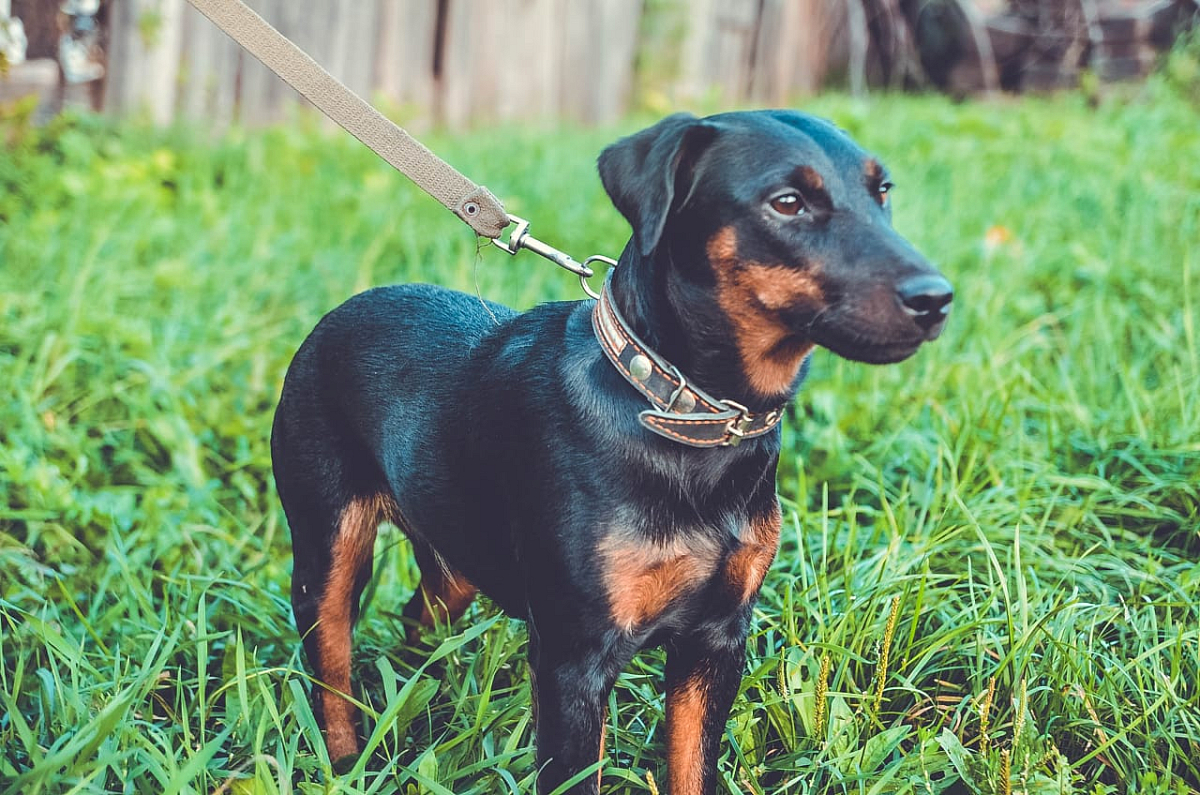 На портале 2х2.su продолжается приём заявок на фотоконкурс «Верный друг»