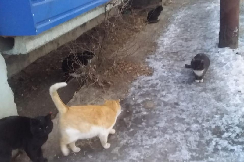 В Сергеевке бьют тревогу из-за десятков животных, брошенных хозяевами после переезда - 2x2.su