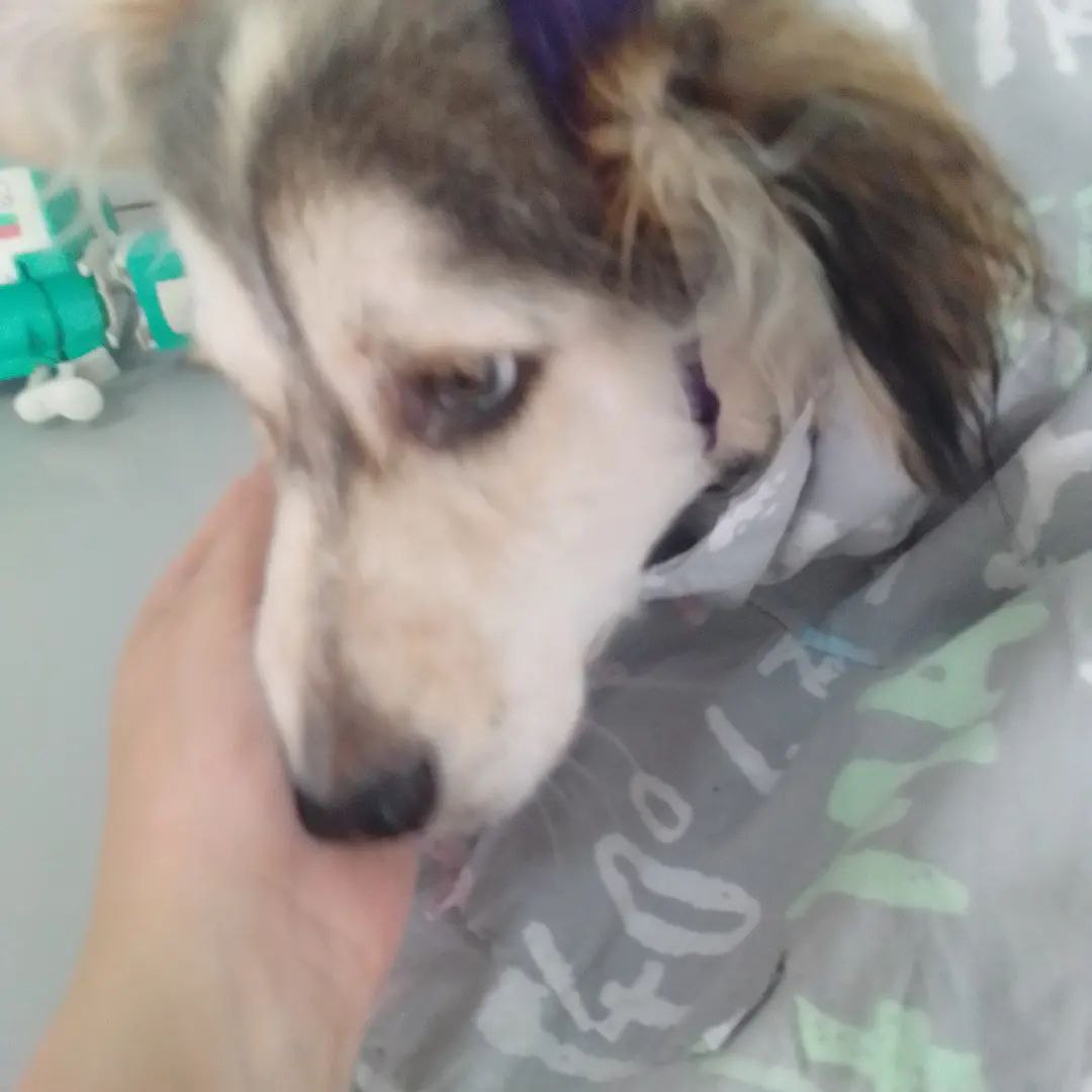 В лесу возле Благовещенска нашли щенка со страшной раной от вросшего ошейника - 2x2.su картинка 3