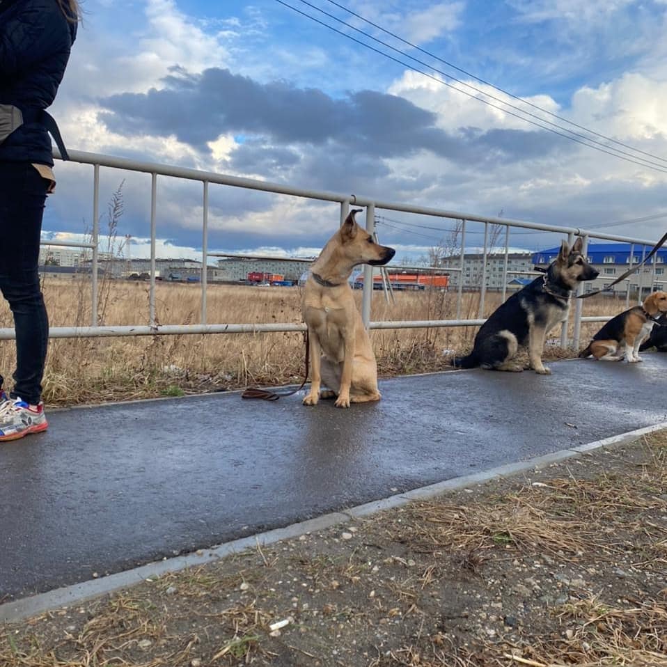 Как правильно воспитывать своего питомца?
