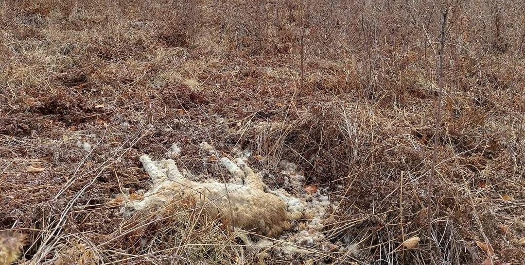 В Приамурье не подтвердилось сообщение о гибели амурского тигра