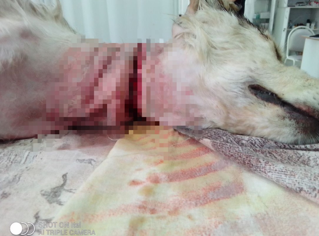 В лесу возле Благовещенска нашли щенка со страшной раной от вросшего ошейника - 2x2.su картинка 5