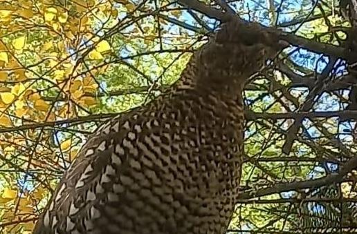 В Амурской области сфотографировали редкую птицу, занесённую в Красную книгу