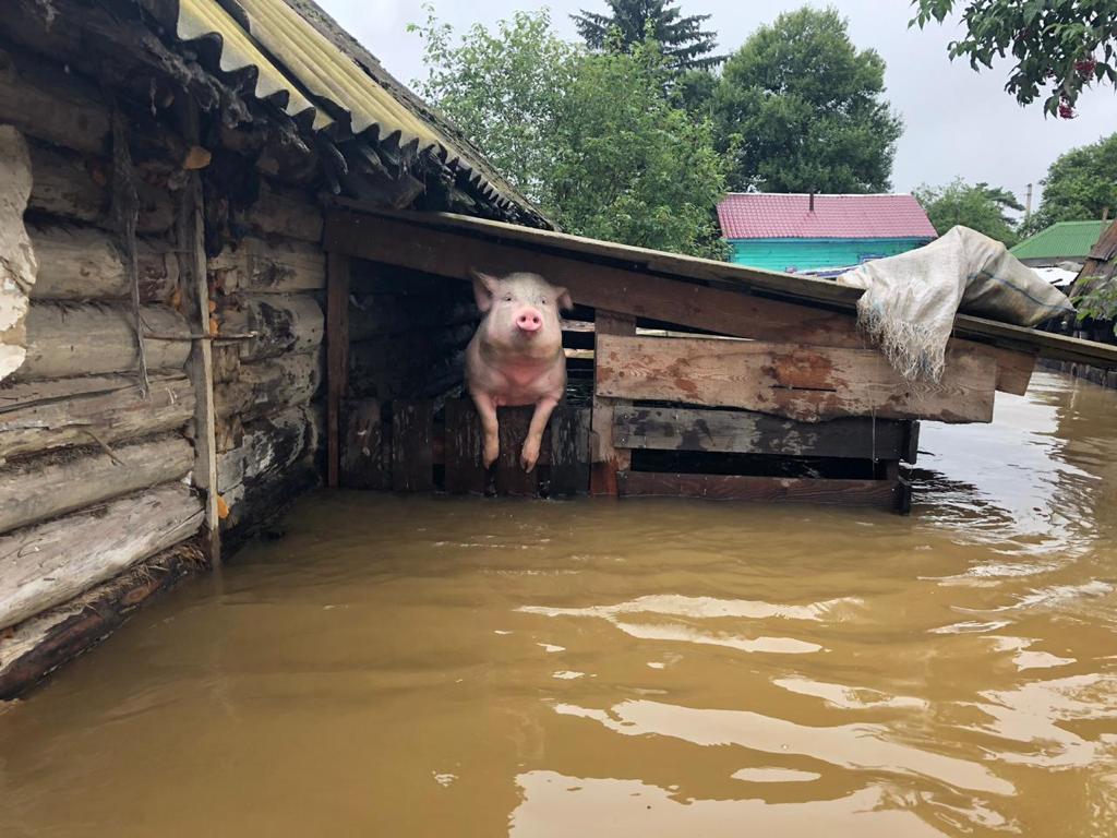 В Приамурье осудили чиновницу за мошенничество с выплатами во время паводка - 2x2.su картинка 5