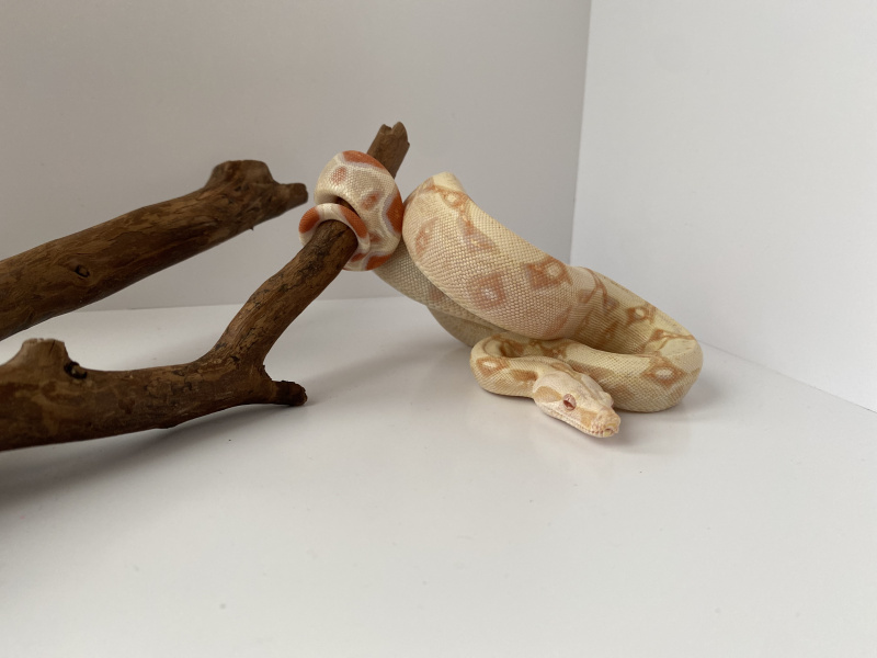 Страсть из детства: благовещенец разводит в квартире рептилий и продаёт их всем желающим  - 2x2.su