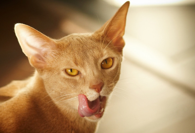 Гороскоп на 28 февраля:  Овнам – спать, Девам – идти к друзьям - 2x2.su