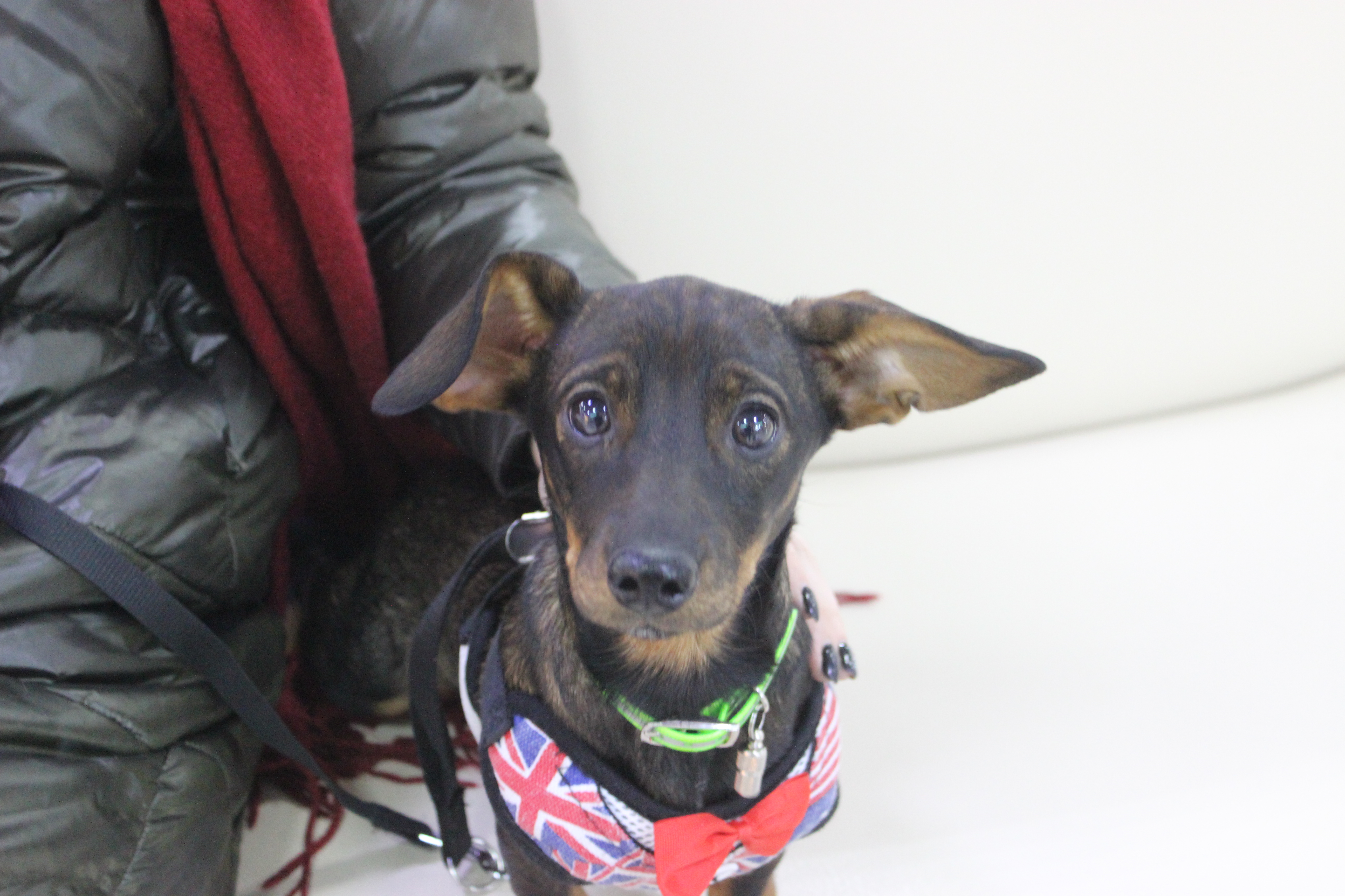 «Вход воспрещён»: куда в Благовещенске можно с собаками?  - 2x2.su картинка 7