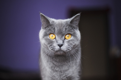 Гороскоп на 25 января:  Весы живут в параллельном мире, а Стрельцы зовут коварство - 2x2.su