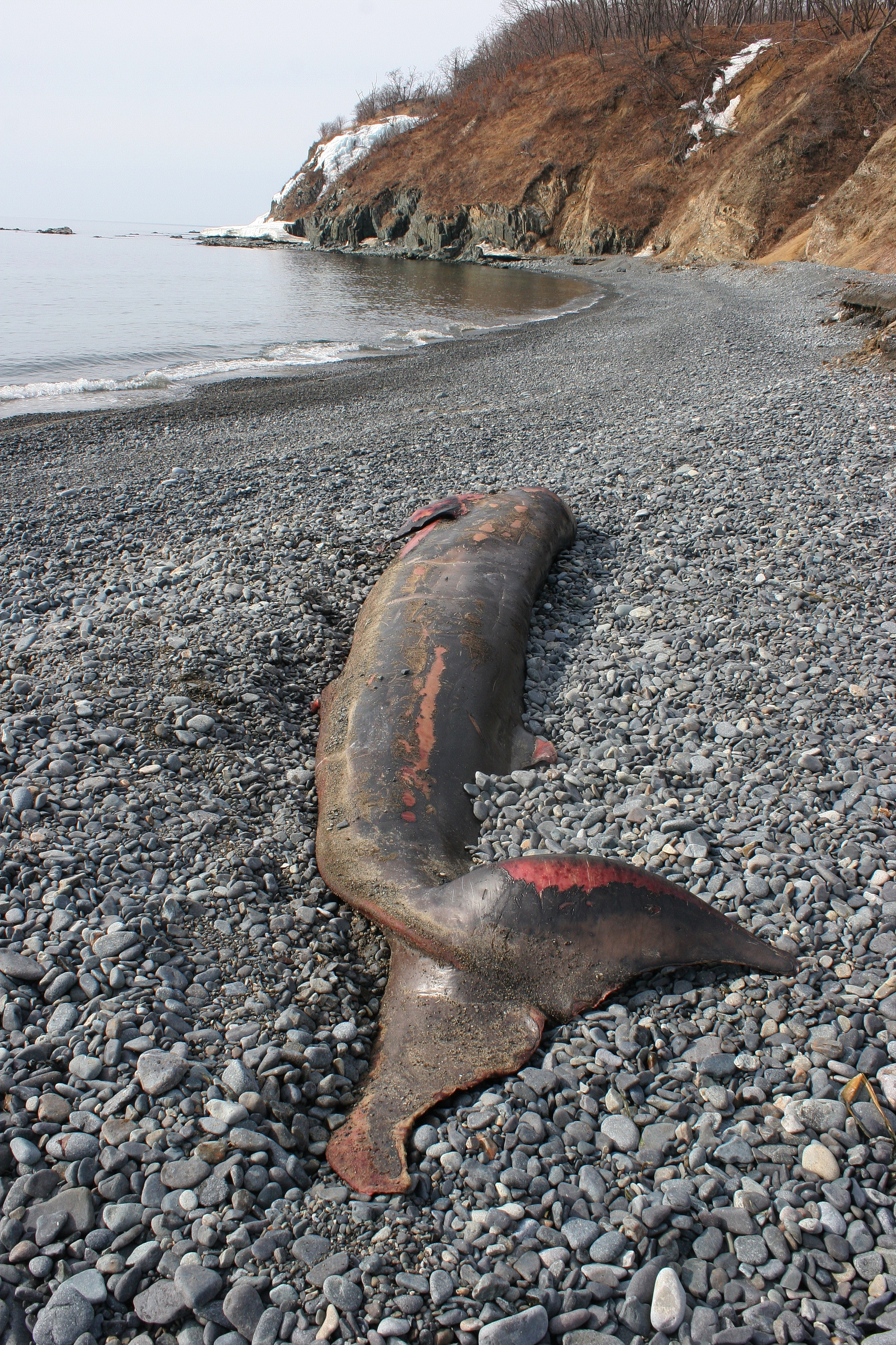 В Приморье на берегу нашли мёртвого китёнка