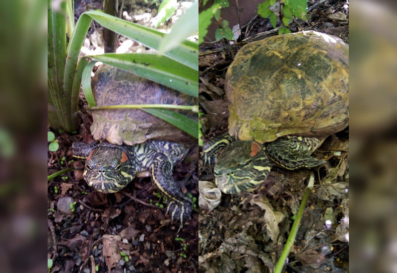В Благовещенске на улице нашли потерявшуюся черепаху, теперь разыскивают хозяев