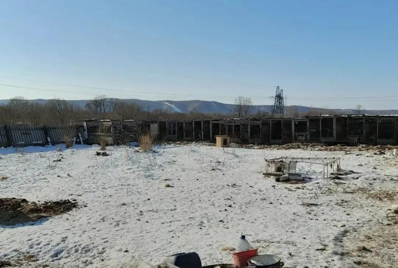 Волонтёры Благовещенска просят помочь деньгами и материалами в ремонте приюта для собак - 2x2.su