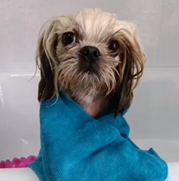 Где в Благовещенске дрессировать своего питомца? - 2x2.su картинка 2