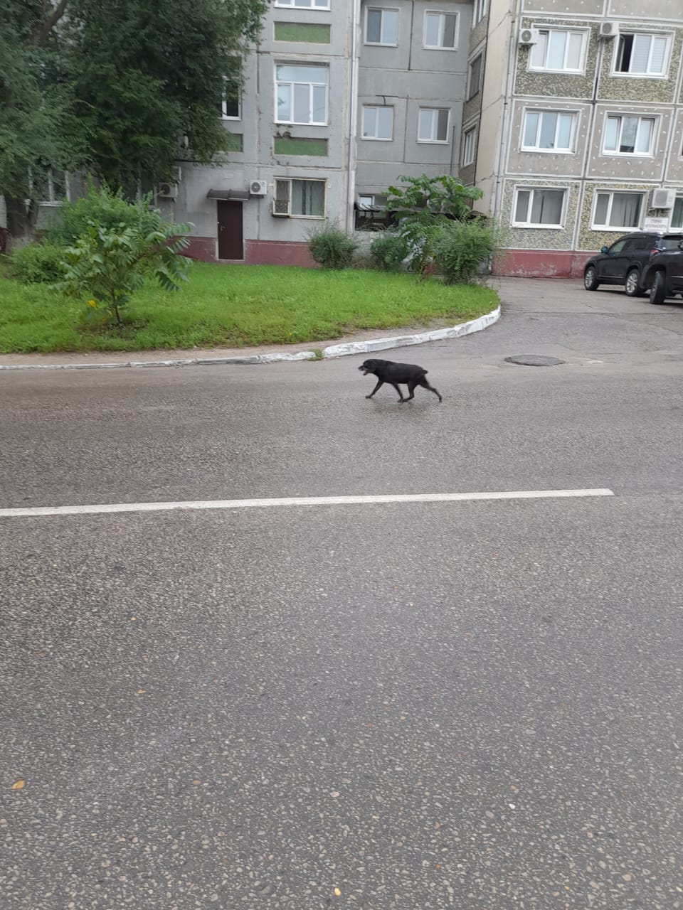 Сама прыгнула на сиденье: в Благовещенске ищут хозяев потерявшейся собаки,  которую зацепила машина