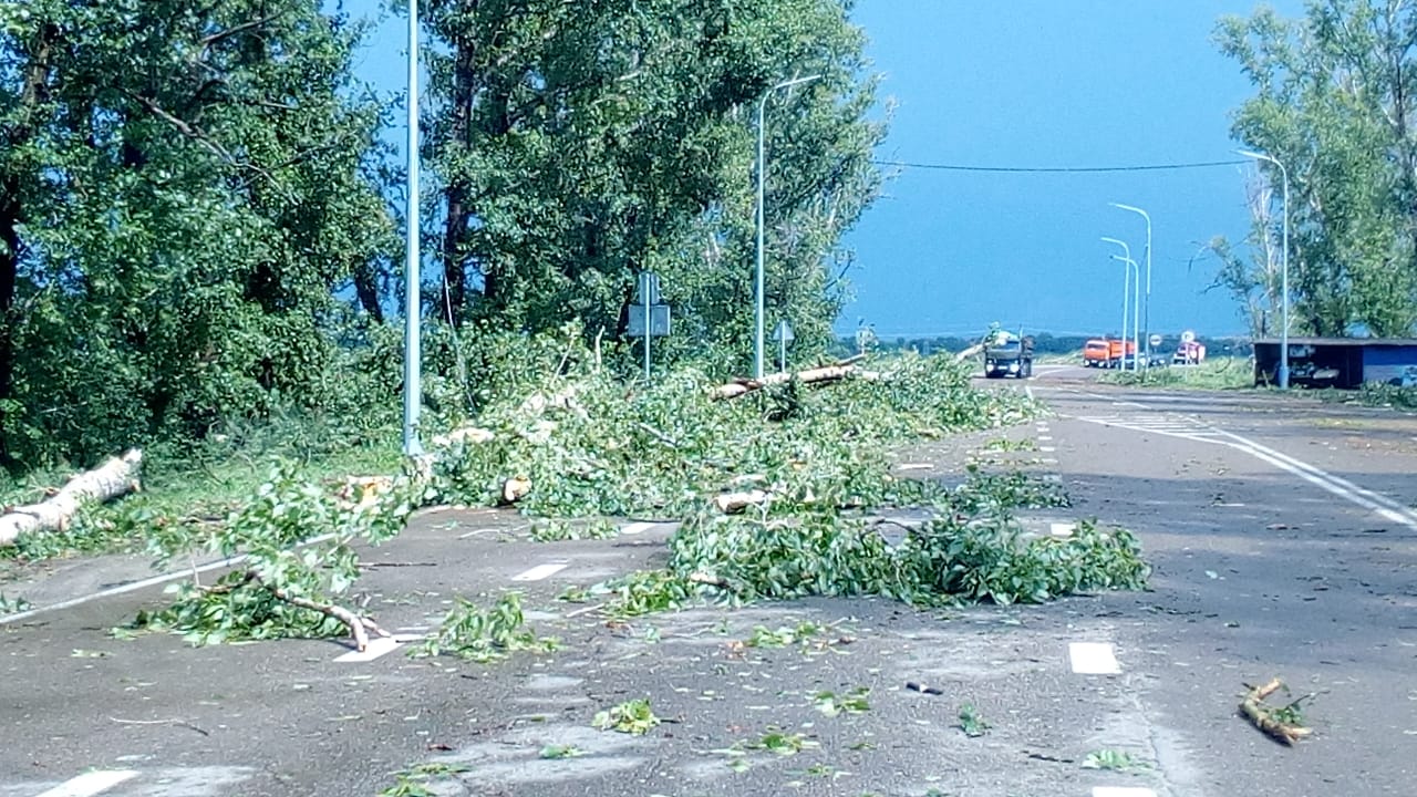 За Благовещенском во время грозы тополя повалило прямо на трассу, деревья оборвали провода - 2x2.su картинка 3