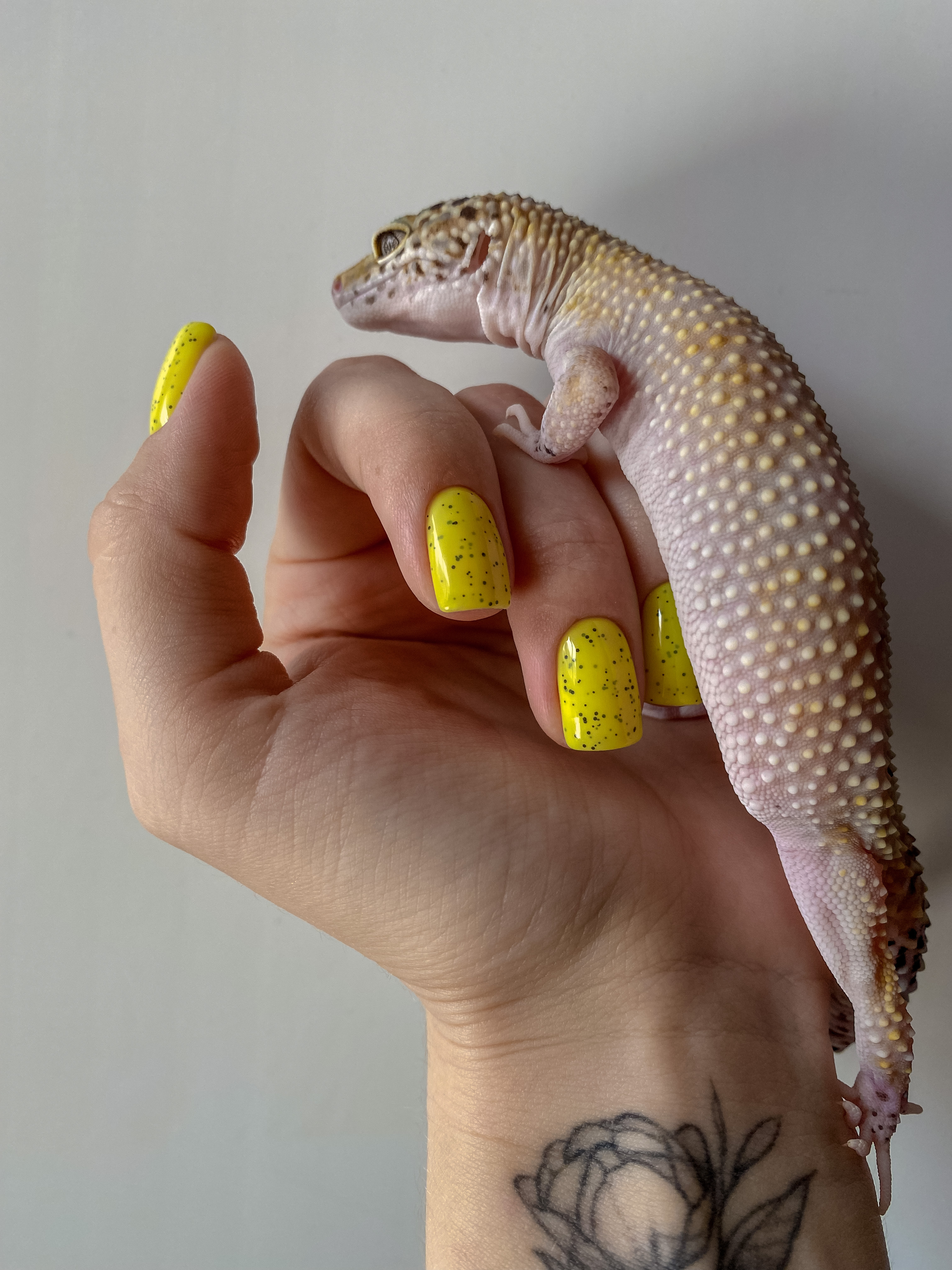 Страсть из детства: благовещенец разводит в квартире рептилий и продаёт их всем желающим  - 2x2.su картинка 3