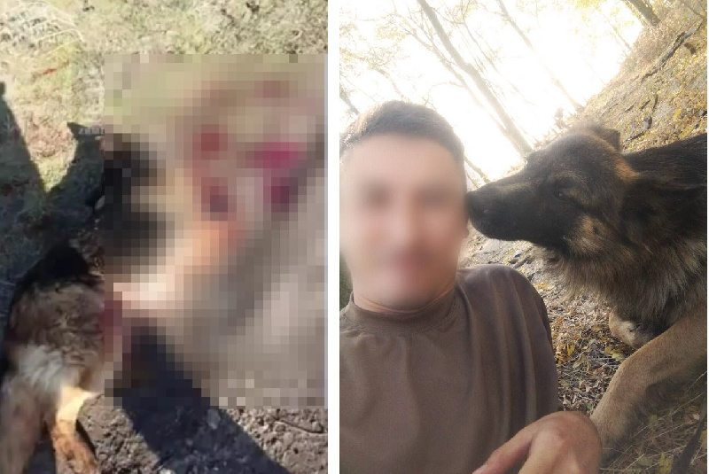 Подвиг пса Балбеса, спасшего военных ВС РФ от  дрона ВСУ, попал на видео - 2x2.su