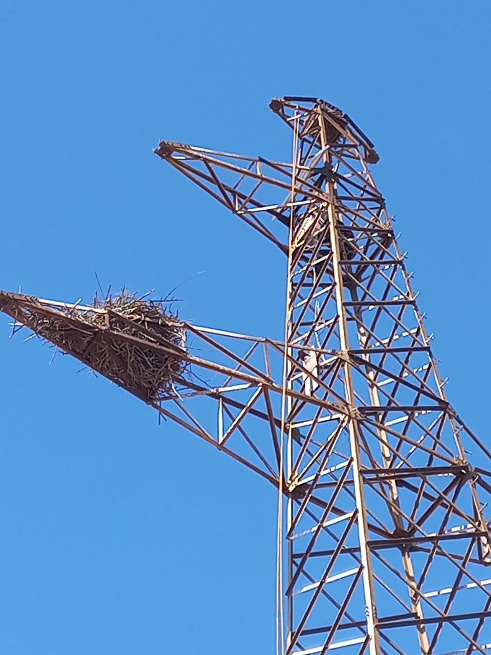 Под Тамбовкой демонтировали камеру, ведущую эфир из гнезда аистов - 2x2.su картинка 2