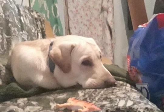 В Приамурье зоозащитники запустили акцию с новогодними подарками для животных из приюта - 2x2.su картинка 4