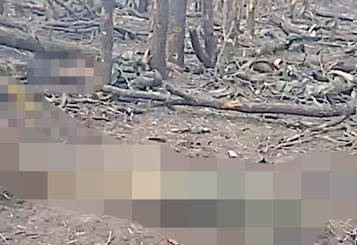 Раскрыты подробности съёмки пугающего видео лесополосы с потерями ВСУ