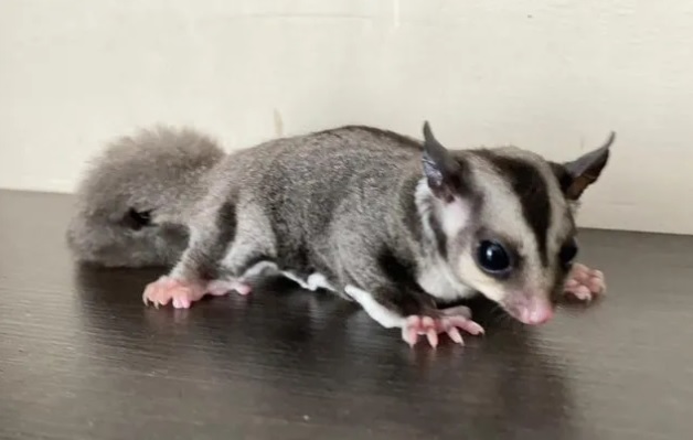 Скорпионы, белки, тараканы и лягушки: каких животных можно купить в Благовещенске - 2x2.su картинка 8