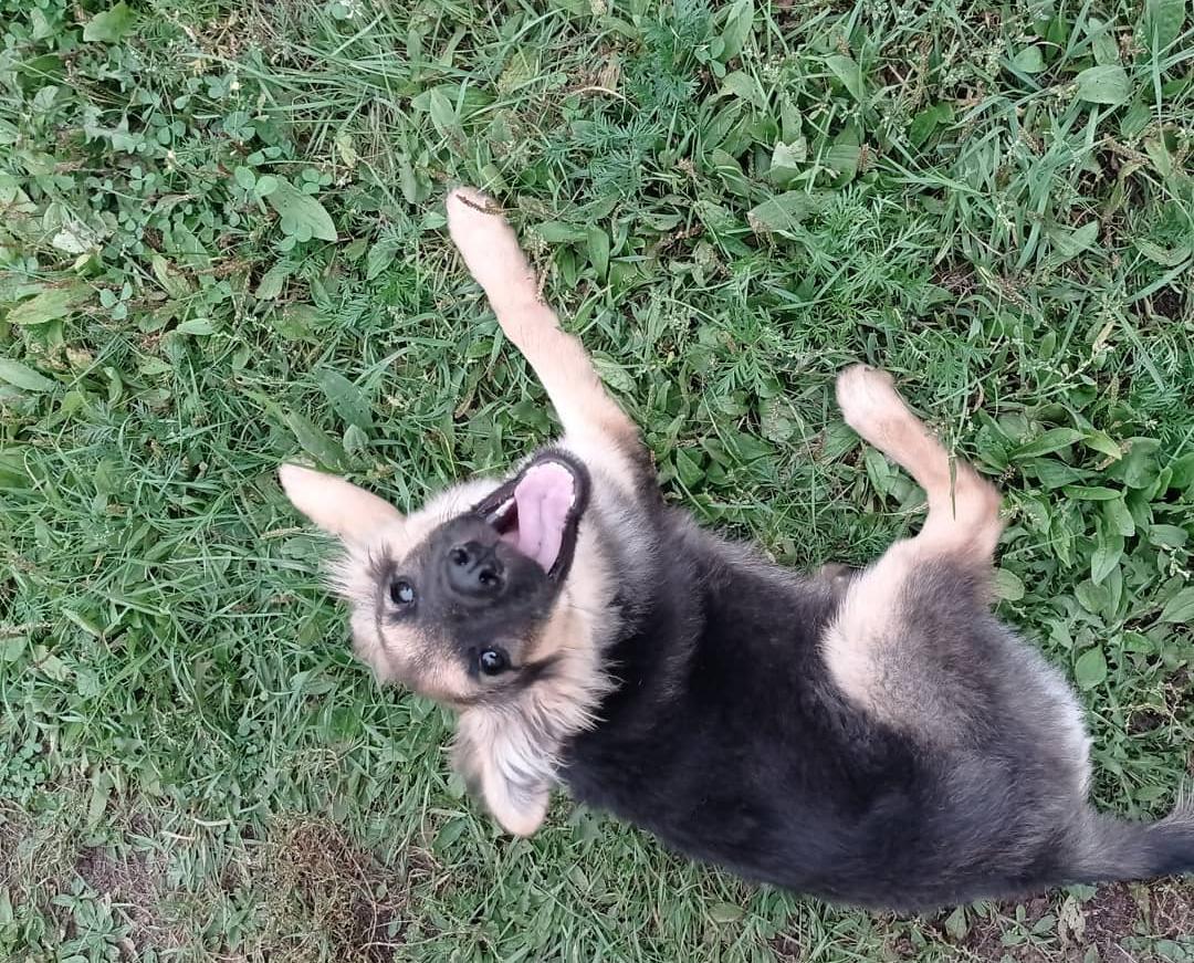 После паводка многие амурчане не  забрали своих животных у волонтёров - 2x2.su картинка 3