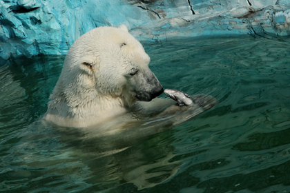 В Екатеринбурге белый медведь Умка умер по вине посетителя зоопарка