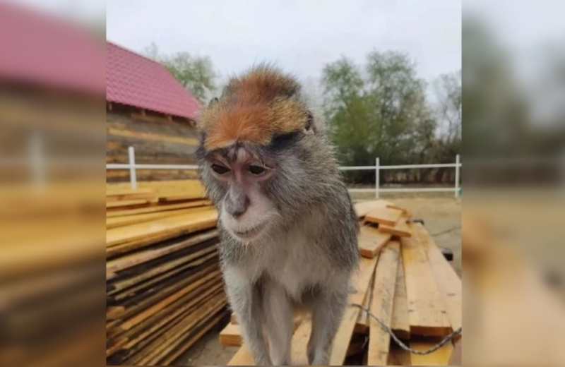 Обезьяна Ульяна учиться шить #monkey #обезьяна #petmonkey #capuchinmonkey ca | Monkey Pride | Дзен